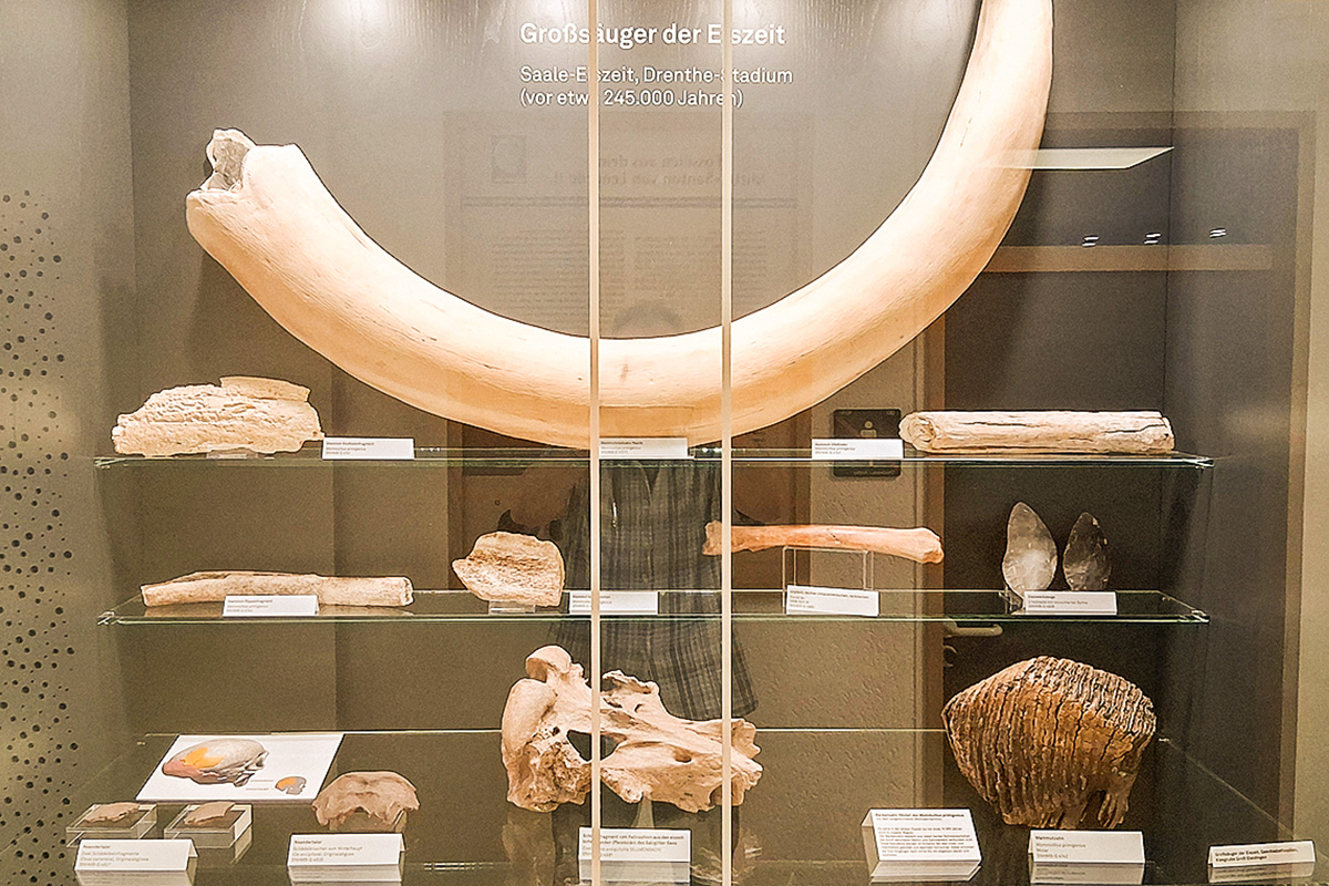 Ein Dino-Horn oder Mammut-Zahn? 