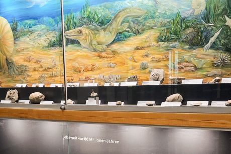 Fachlich neu gestaltete Vitrinen im Rathauskeller.